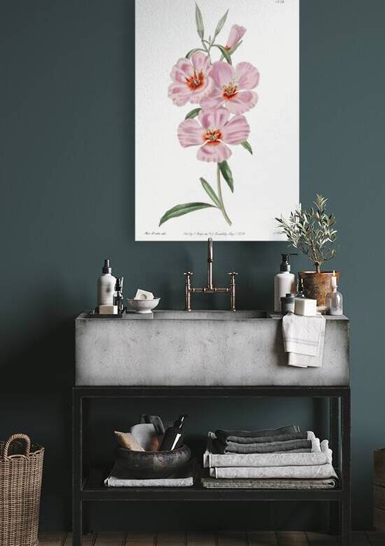 Ruddy godetia from Edwards Botanical Register 1829-1847  by Sydenham Edwards John Lindley and James Ridgway. by IStockHistory com