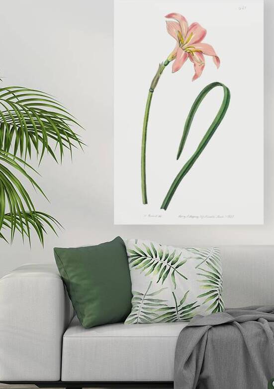 Spofforth Zephyranthes from Edwards Botanical Register 1829-1847  by Sydenham Edwards John Lindley and James Ridgway. by IStockHistory com