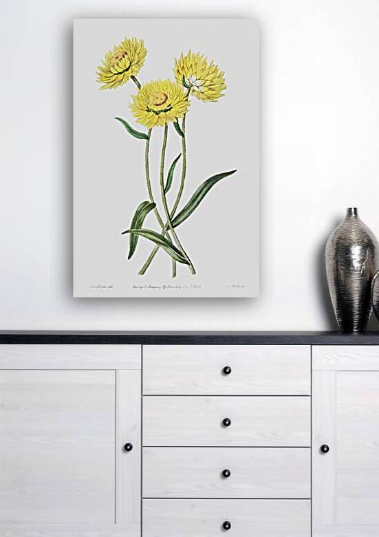 Two-coloured Helichrysum from Edwards Botanical Register 1829-1847  by Sydenham Edwards John Lindley and James Ridgway. by IStockHistory com