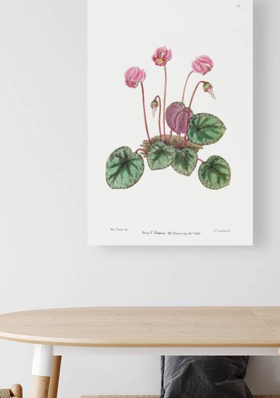 Shore cyclamen from Edwards Botanical Register 1829-1847  by Sydenham Edwards John Lindley and James Ridgway. by IStockHistory com