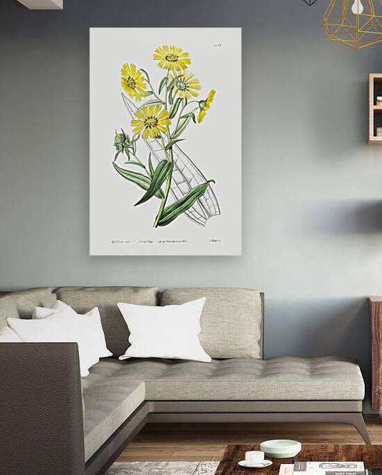 Elegant madia from Edwards Botanical Register 1829-1847  by Sydenham Edwards John Lindley and James Ridgway. by IStockHistory com