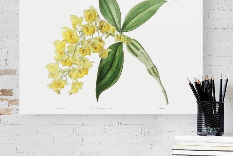 Dense flowered dendrobiumfrom Edwards Botanical Register 1829-1847  by Sydenham Edwards John Lindley and James Ridgway. by IStockHistory com