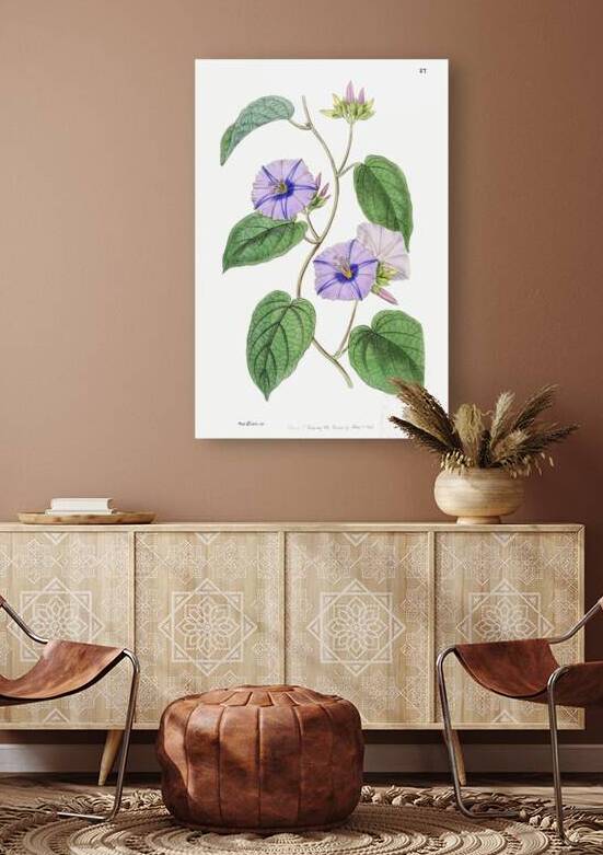 Hoary jacquemontia from Edwards Botanical Register 1829-1847  by Sydenham Edwards John Lindley and James Ridgway. by IStockHistory com