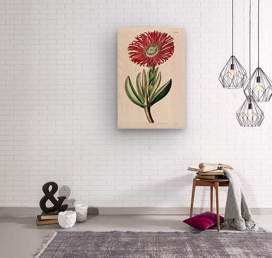 Red-Edged Fig Marigold from Edwards Botanical Register 1829-1847  by Sydenham Edwards John Lindley and James Ridgway.  Wood print