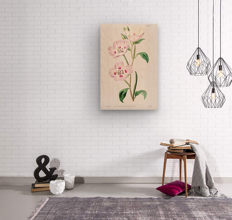 The spotted blush enothera from Edwards Botanical Register 1829-1847  by Sydenham Edwards John Lindley and James Ridgway.  Wood print