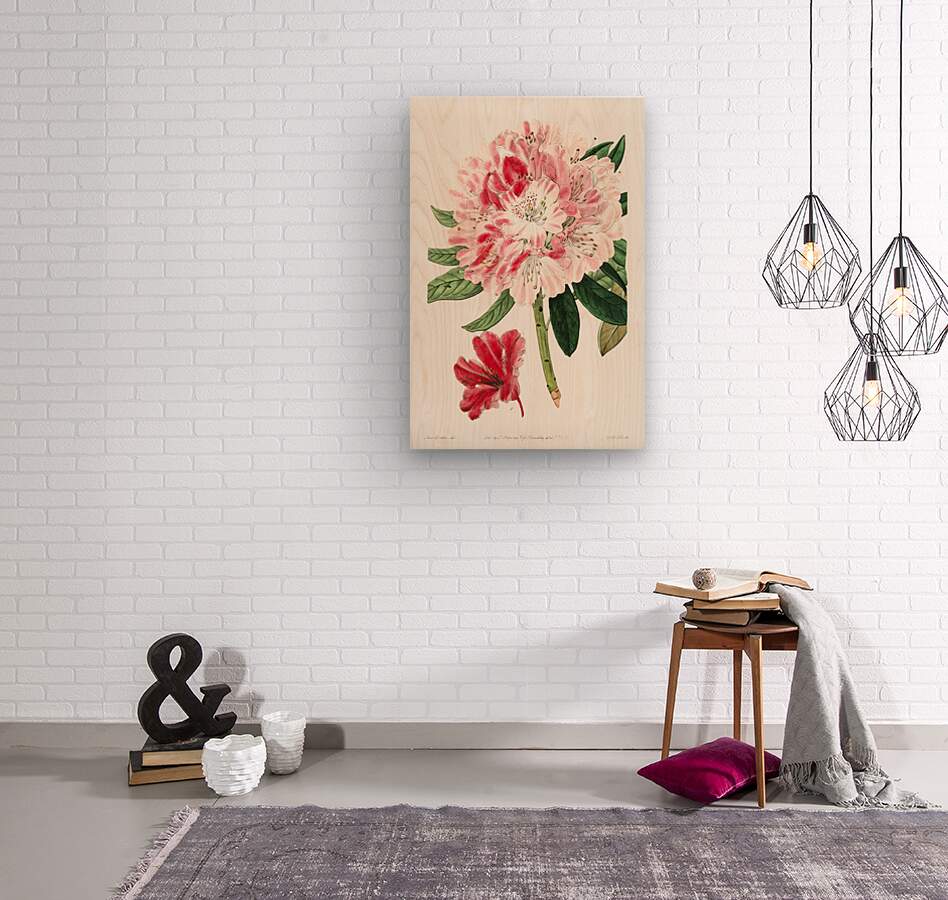 The lovely rhododendron from Edwards Botanical Register 1829-1847  by Sydenham Edwards John Lindley and James Ridgway.  Wood print