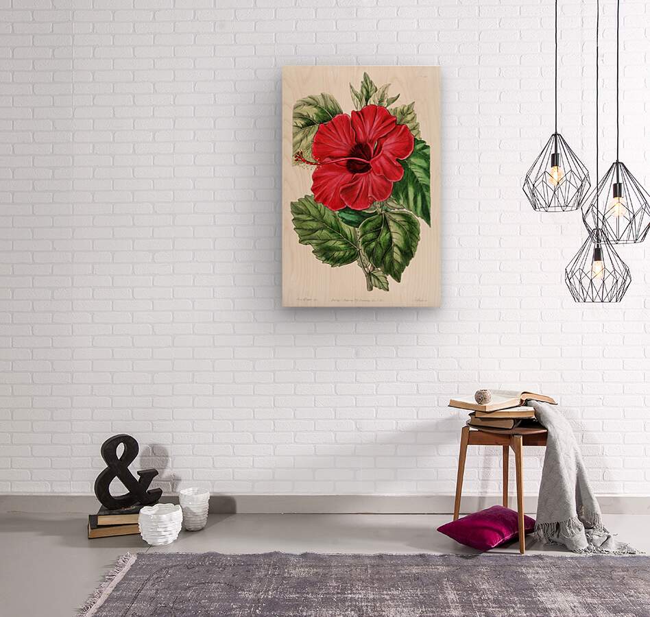 Single-flowered Chinese rose mallow from Edwards Botanical Register 1829-1847  by Sydenham Edwards John Lindley and James Ridgway.  Wood print