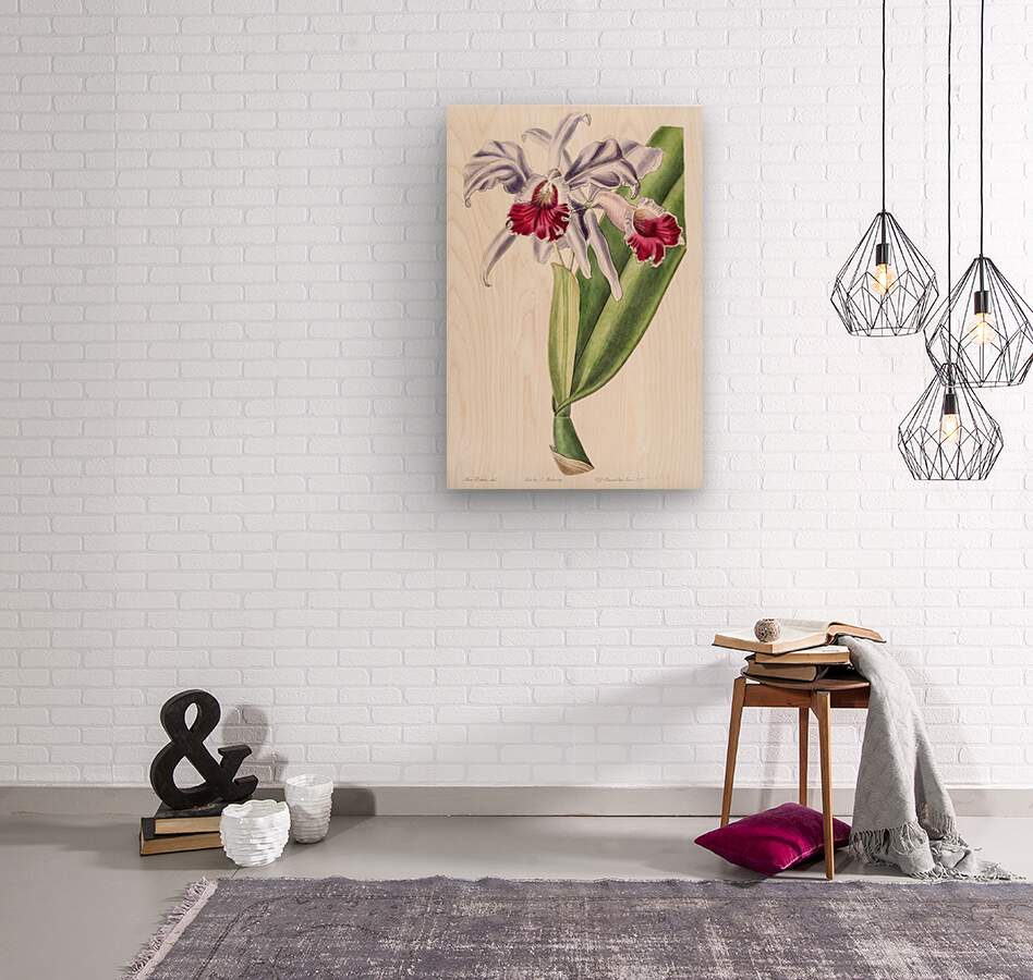 Crimson-lipped cattleya from Edwards Botanical Register 1829-1847  by Sydenham Edwards John Lindley and James Ridgway.  Wood print