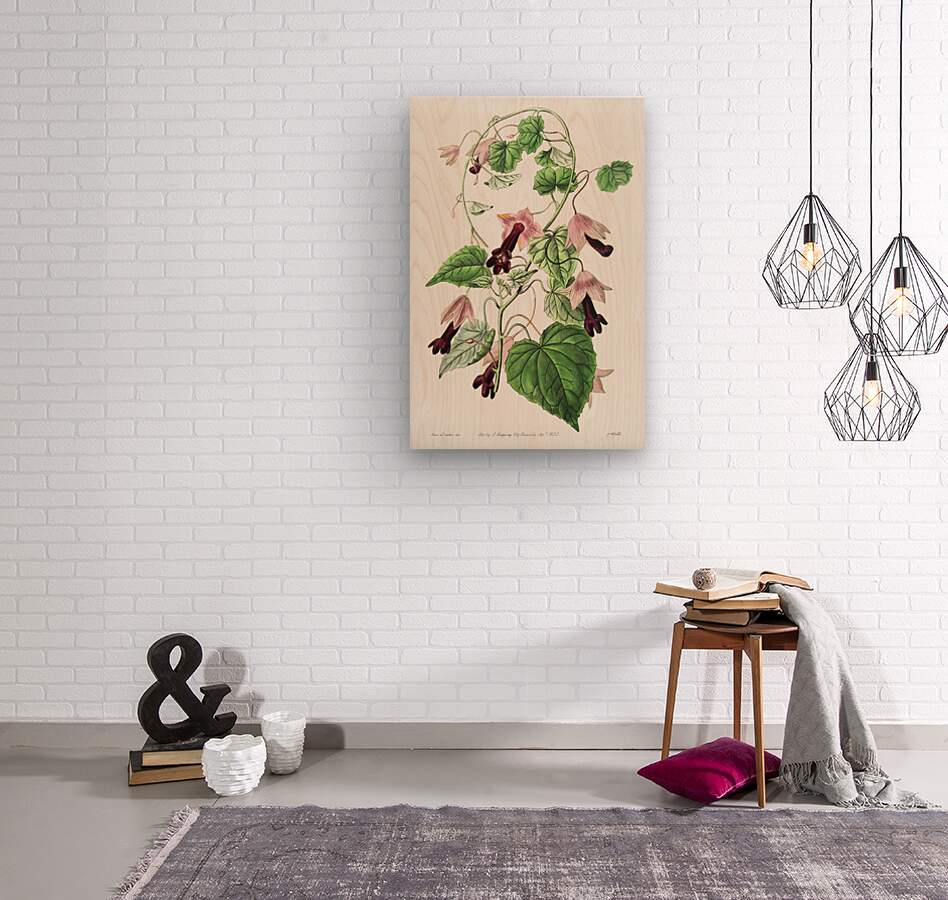 Twinning red-cloak from Edwards Botanical Register 1829-1847  by Sydenham Edwards John Lindley and James Ridgway.  Wood print