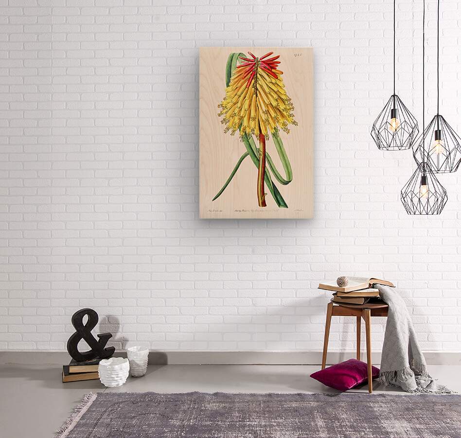 Burchells tritoma from Edwards Botanical Register 1829-1847  by Sydenham Edwards John Lindley and James Ridgway.  Wood print