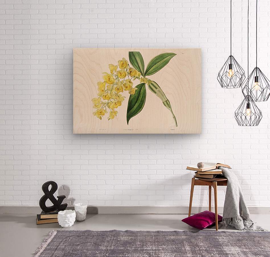 Dense flowered dendrobiumfrom Edwards Botanical Register 1829-1847  by Sydenham Edwards John Lindley and James Ridgway.  Wood print