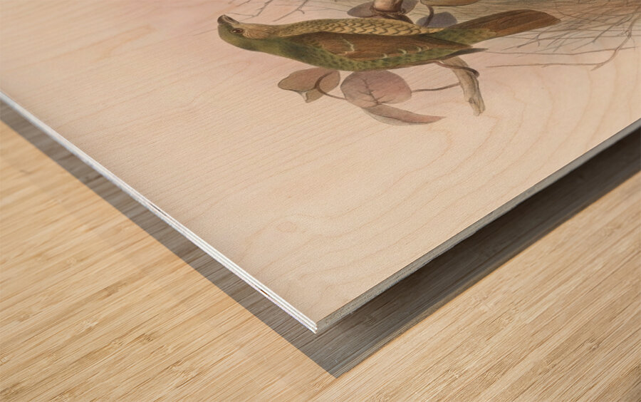 Ptilorhynchus violaceus 1873 Wood print