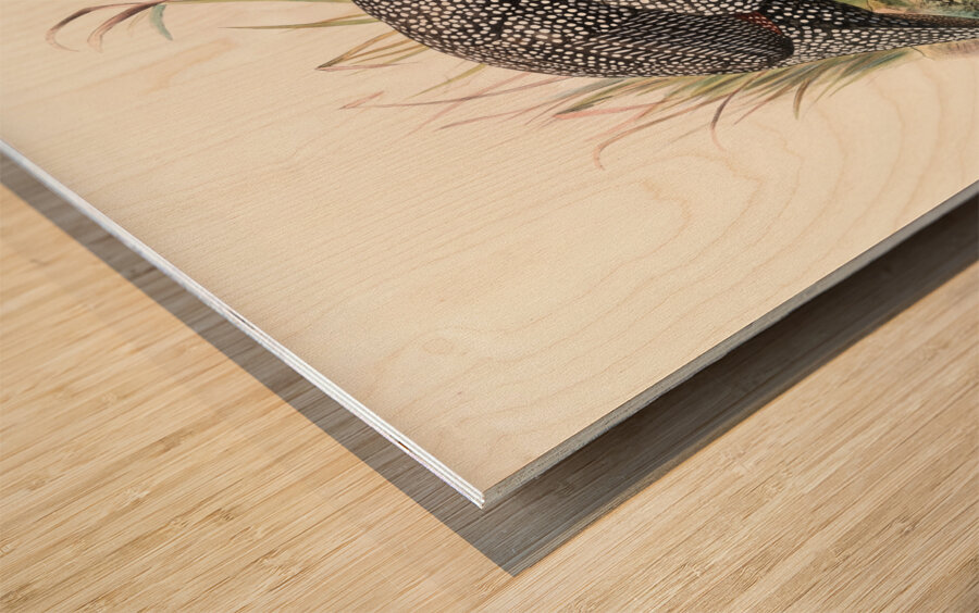 Numida mitrata. 1872 Wood print