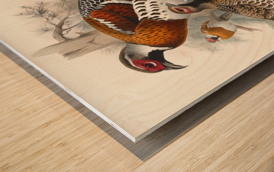 Calophasis Ellioti. 1872 Wood print