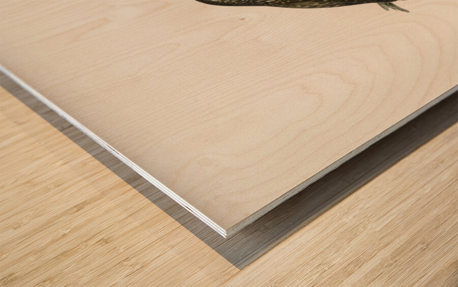 Glaucidium passerinum Wood print