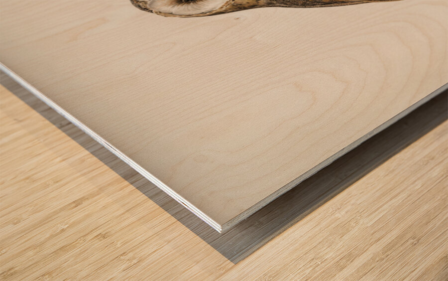 Tyto alba guttata owl Wood print