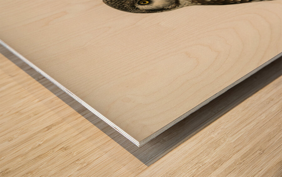 Boreal Owl Tengmalm&39s Owl Aegolius funereus Wood print