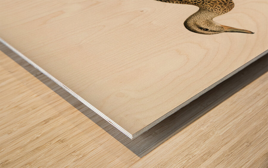 Mallard female Anas platyrhynchos Wood print