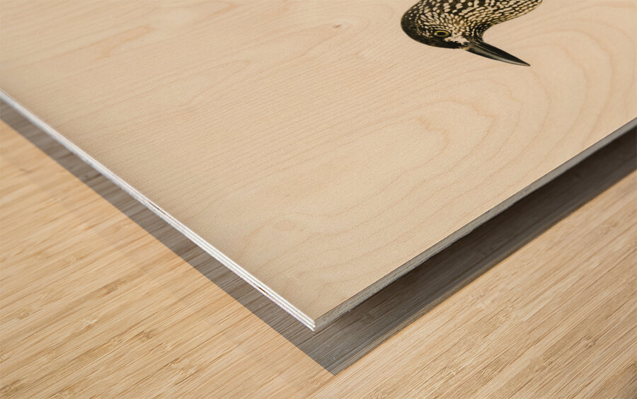 Spotted Nutcracker Nucifraga caryocatactes Wood print