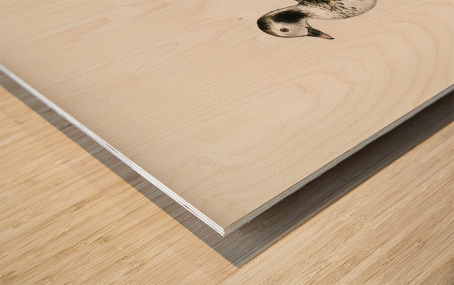 Harelda Hyemalis Wood print