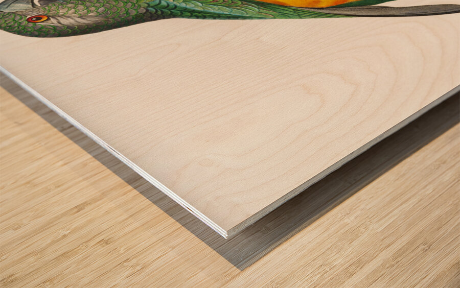 Senegal parrot  Wood print