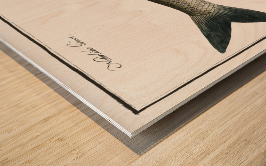 Dobula Cyprinus Dobula Wood print