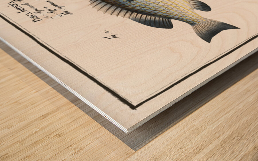 1. Silver-Perch Perca argentata 2. Japanese Perch Perca Japonica Wood print