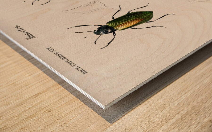 Different types of beetles Wood print