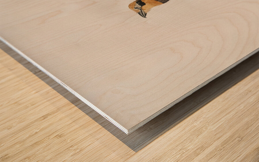 Russet-throated puffbird  Wood print