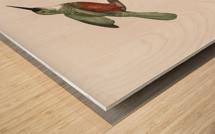 Green-tailed Jacamarmale  Wood print