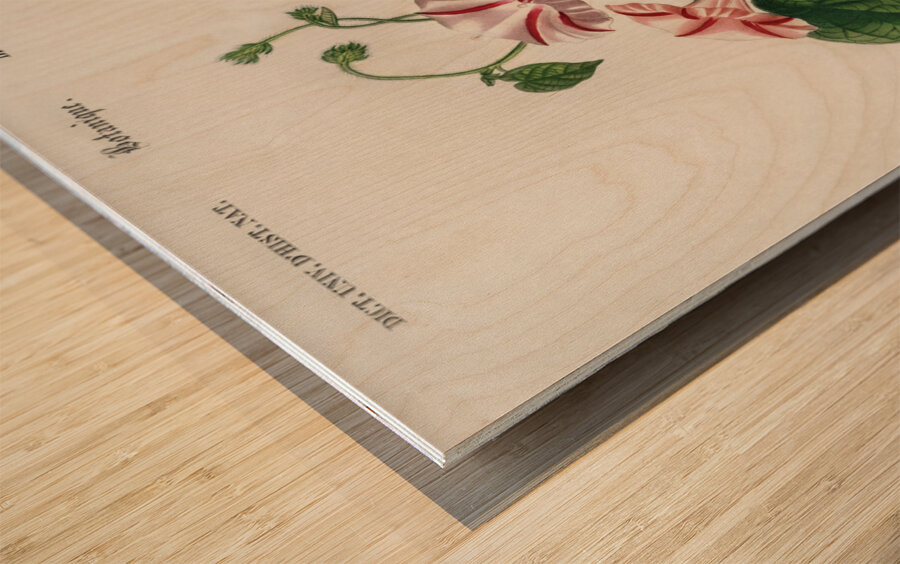 Morning-glory Pharbitis hispida Wood print