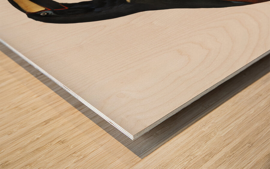 Old red belt aracari  Wood print