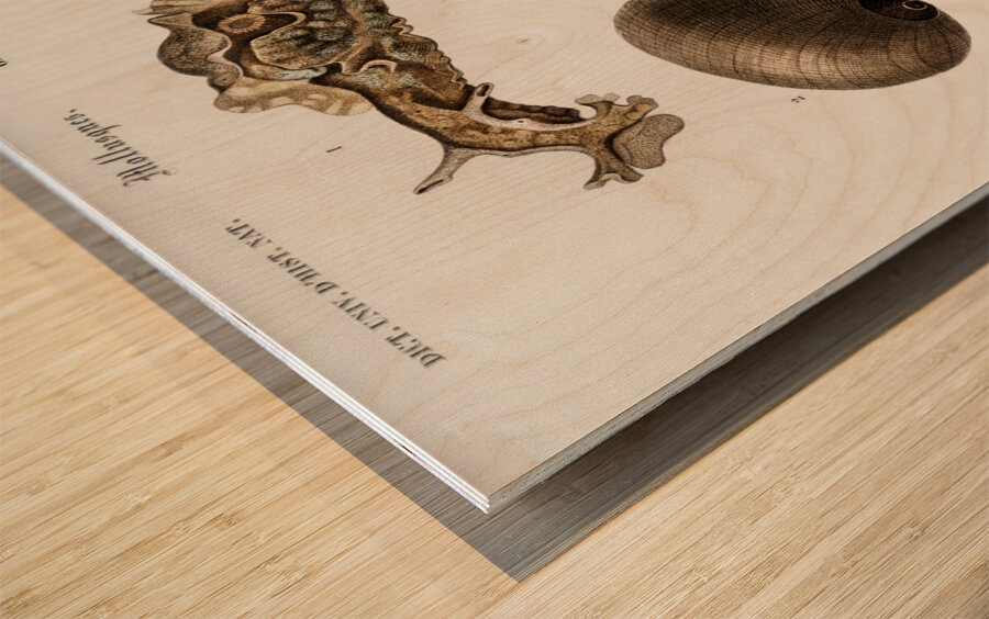 Different types of mollusks Wood print