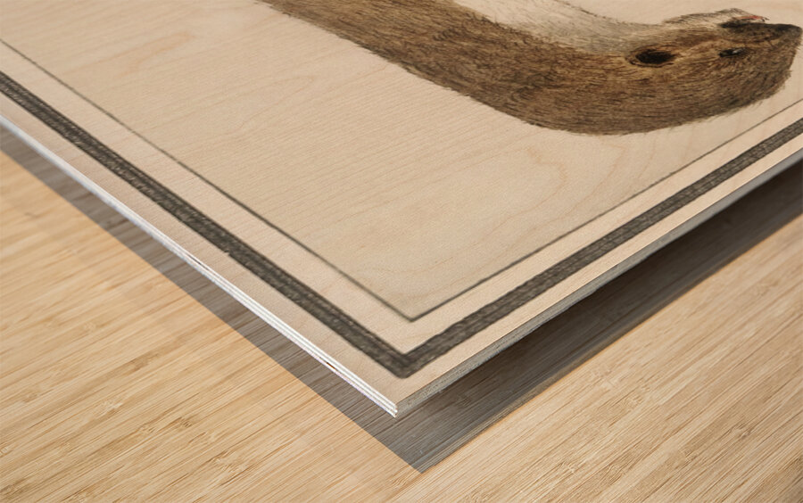 Weasel in vintage style Wood print