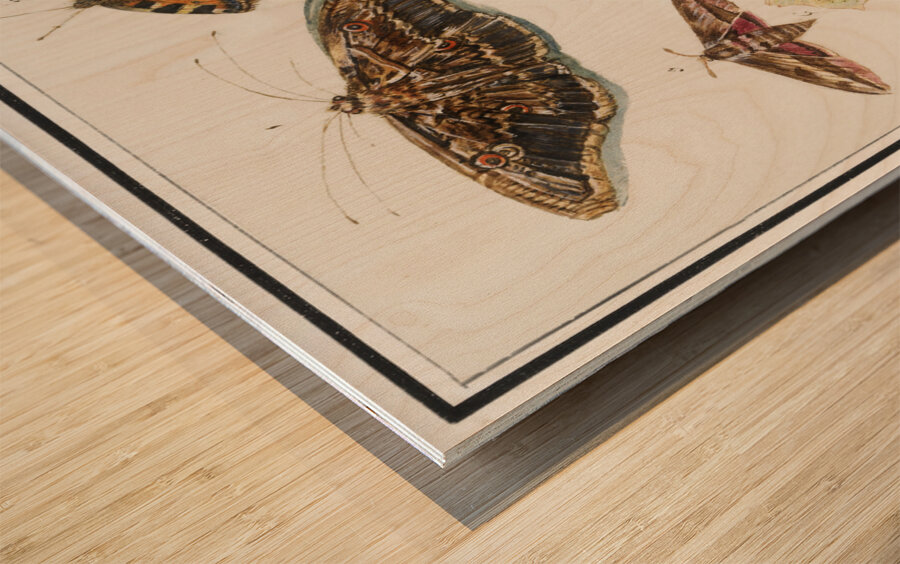 Butterflies and moths set Wood print