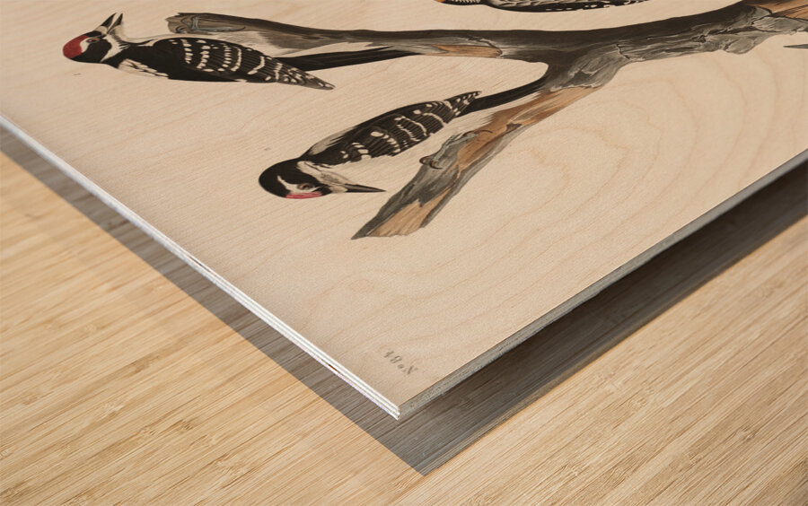 Marias Woodpecker Wood print