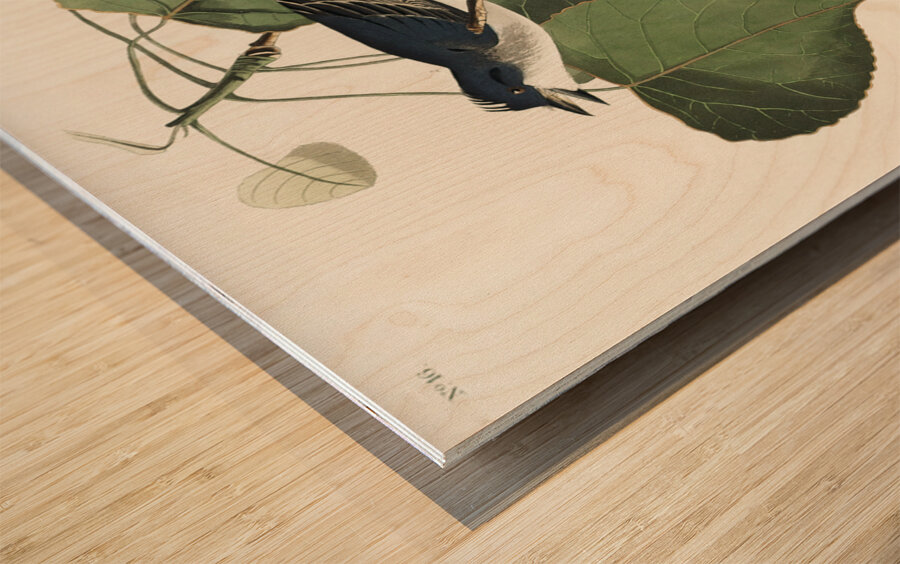 Tyrant Fly-catcher Wood print