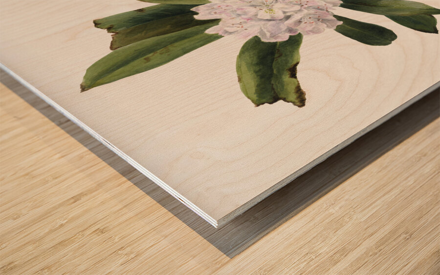 Rhododendron Rhododendron maximum 1880 Wood print