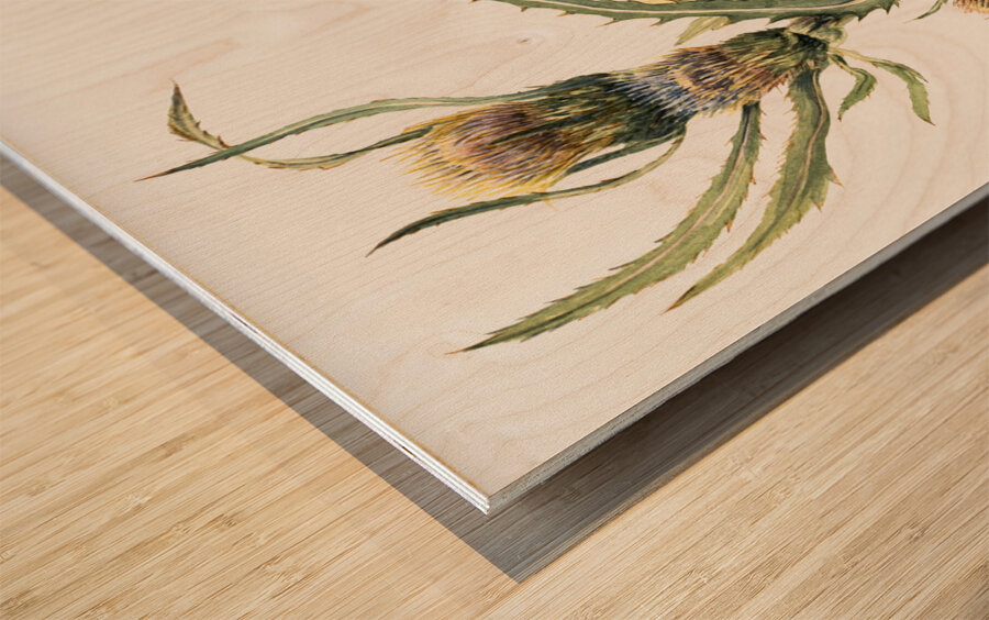 White Thistle Cirsium hookeranum Wood print