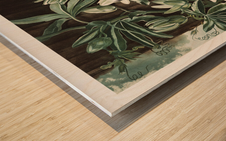 The Passiflora Cerulea Wood print