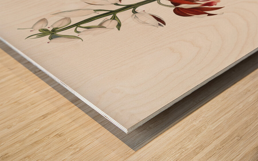 The Chinese Limodoron  Wood print