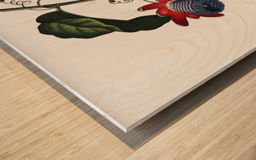 The Winged Passion-Flower Wood print