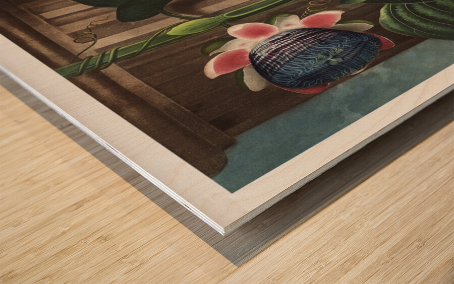 The Quadrangular Passion Flower Wood print