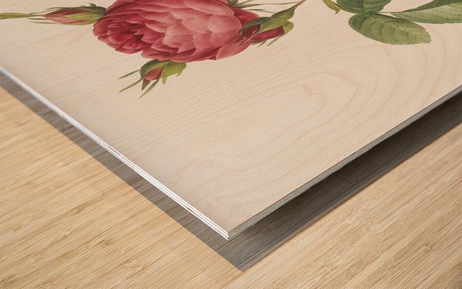 Red gallic rose Wood print