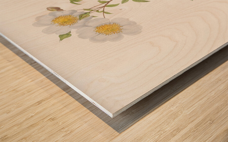 White climbing rose Wood print