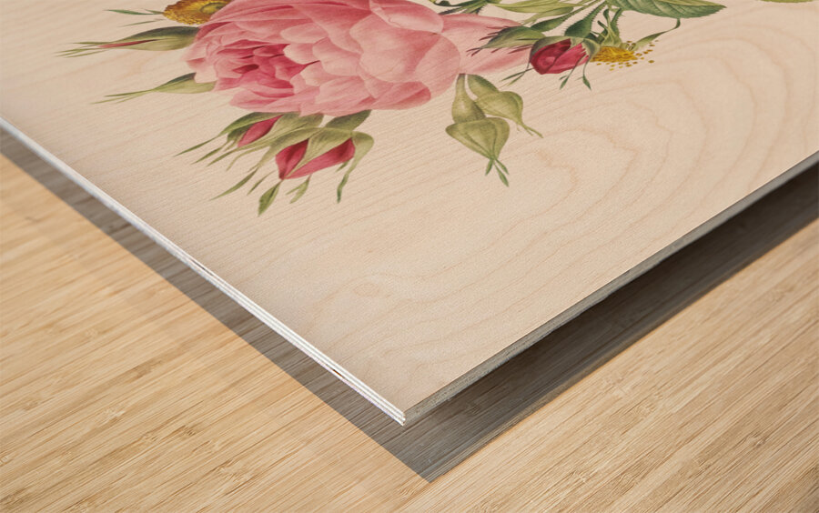 Pink rose in bloom Wood print