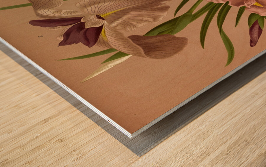 Album van Eeden : Haarlems flora : 1872-1881 Wood print