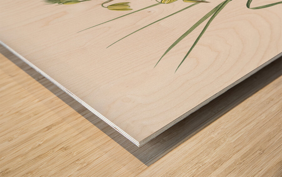 Slime Lily illustration  Wood print