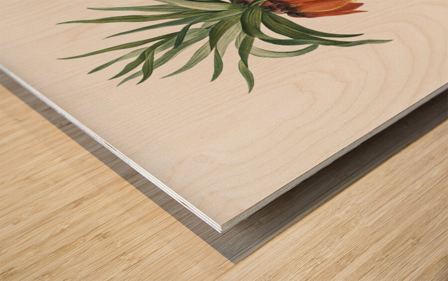 Fritillaries illustration  Wood print