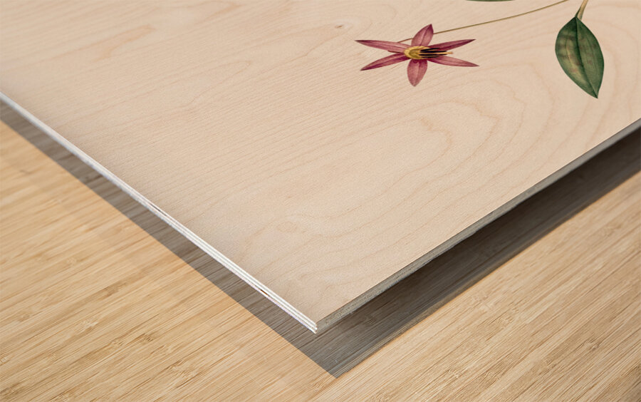 Erythronium Erythronium dens canis illustration  Wood print